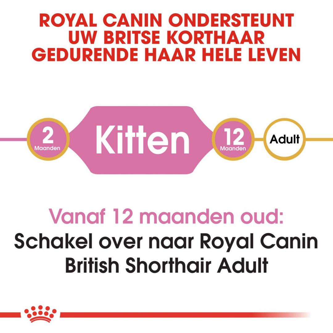 vals op tijd peper Royal Canin kattenvoer British Shorthair Kitten 2 kg | Van der Bijl  Diervoeders
