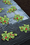 Nature Aardbeienfolie Geperforeerd - Plantbescherming