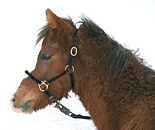 Veulenhalster Leer, zwart