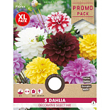 Dahlia Decoratief Select mix 5st.