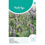HT Agastache, Dropplant (mexicana)