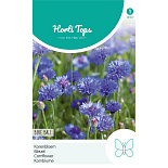 HT Centaurea, Korenbloem Blue Ball