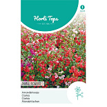 HT Clarkia, Amandelroosje dubbelbloemig gemengd