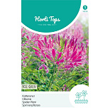 HT Cleome, Kattensnor Rose Queen