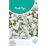 HT Gypsophila, Gipskruid Covent Garden wit