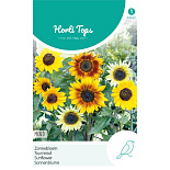 HT Helianthus, Zonnebloem gemengd