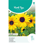 HT Helianthus, Zonnebloem Stella