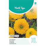HT Helianthus, Zonnebloem Sungold dubbelbloemig hoog