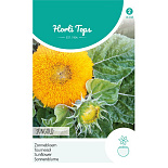 HT Helianthus, Zonnebloem Sungold dubbelbloemig laag