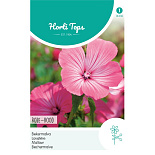 HT Lavatera, Bekermalva Roze-rood