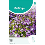 HT Lobelia Crystal Palace