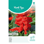 HT Salvia, Vuursalie St. Jansvuur