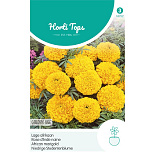 HT Tagetes, lage Afrikaan Golden Age
