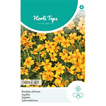 HT Tagetes, Randjes-afrikaan Orange
