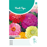 HT Zinnia Dahliabloemig