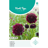 HT Scabiosa, Duifkruid diep donkerpaars