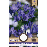 Triteleia Queen Fabiola 25st.