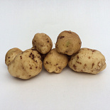 POOTAARDAPPEL PAREL 1 KG