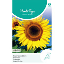 HT Helianthus, Zonnebloem Giganteus