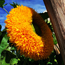 HT Helianthus, Zonnebloem Sungold dubbelbloemig hoog