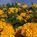 HT Tagetes, hoge Afrikaan Yellow Supreme