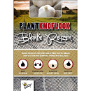 Plantknoflook Blanke Reuzen 5st (16)