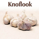 Plantknoflook Blanke Reuzen 5st (16)