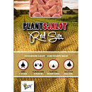Plantsjalotten Red Sun 250g (16)