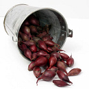 Plantuien Red Baron 250g (18)