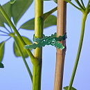 Nature Bindband met Rattenstaartsluiting