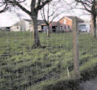 Schapengaas LICHT 0.60/6/15 x 50m