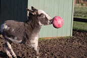 Jolly Ball Geurloos <br>25 cm