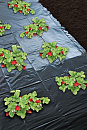 Nature Aardbeienfolie Geperforeerd - Plantbescherming
