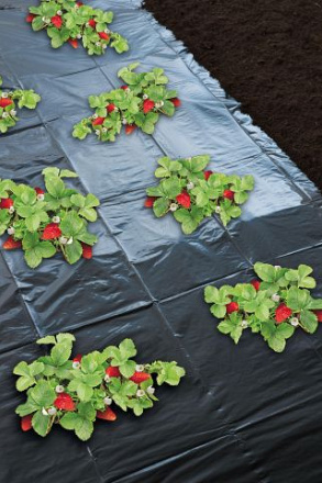 Nature Aardbeienfolie Geperforeerd - Plantbescherming
