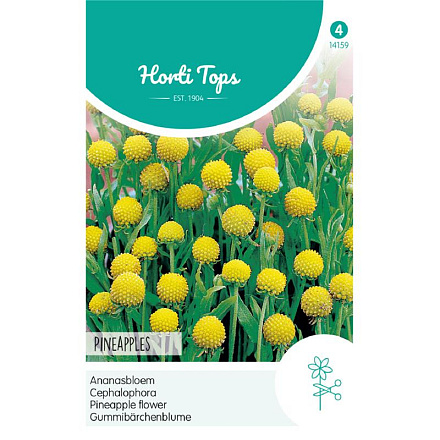 HT Cephalophora, Ananasbloem Pineapples