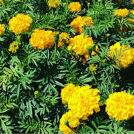 HT Tagetes, lage Afrikaan Golden Age
