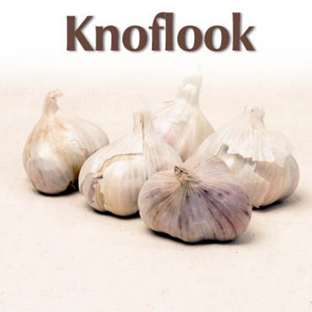 Plantknoflook Blanke Reuzen 5st (16)