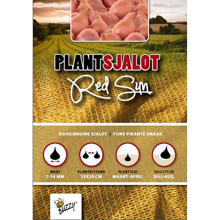 Plantsjalotten Red Sun 250g (16)