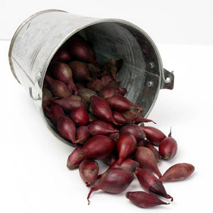 Plantuien Red Baron 250g (18)