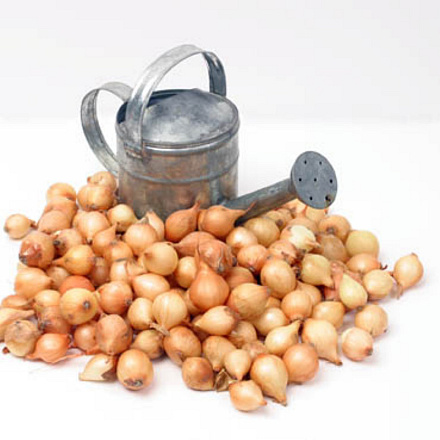 Plantuien Stuttgarter Riesen 250g (18)