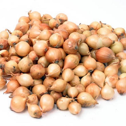 Plantuien Stuttgarter Riesen 500g (9)