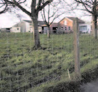 Schapengaas LICHT 100/8/15 x 50m